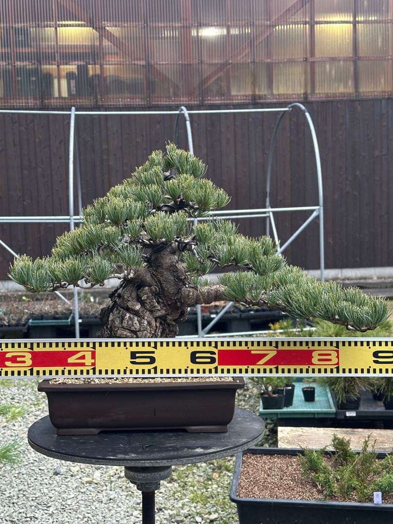盆栽 銀八房五葉松 極太 - メルカリ