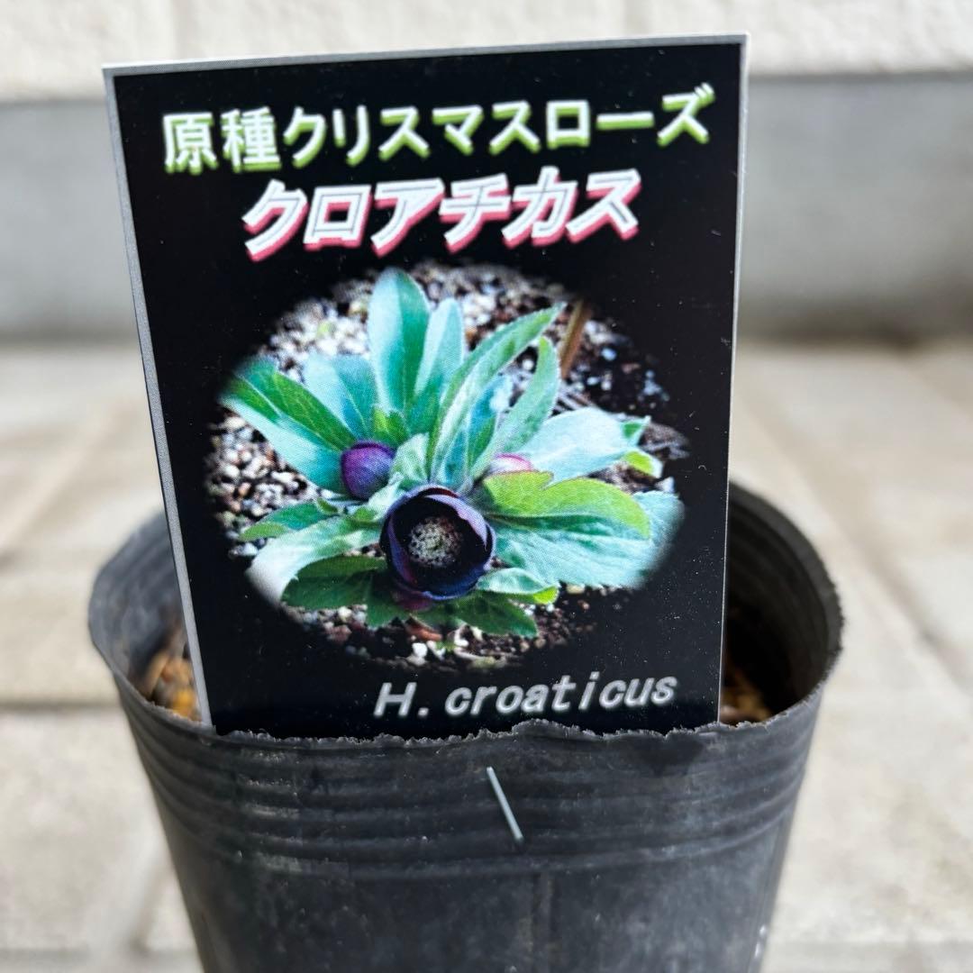 原種 クリスマスローズ 苗 クリロー 希少 クリスマスローズ 花苗