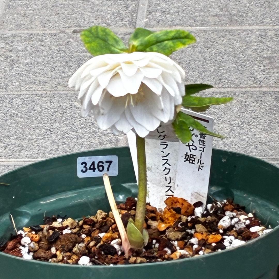 u*0様 3467☘️極上☘️花タグ付☘️強香⭐️かぐや姫⭐️フレグランスオーレ
