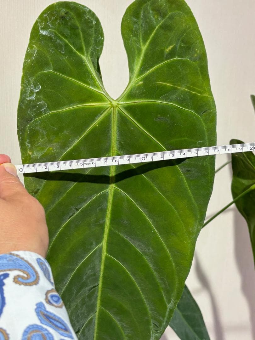 アンスリウム クエレマレンセ - メルカリ