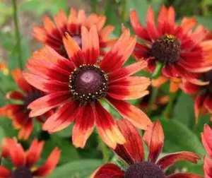 種子 100粒 象牙宮 パキポディウム グラキリス 塊根植物 - メルカリ