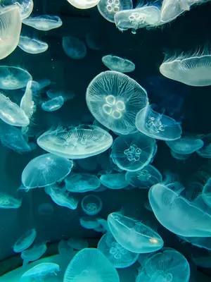 スペースエイジ ミッドセンチュリー アトミウム彫刻ブリュッセル 1958