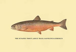 The Sunapee Trout(20" x 30") Canvas Wall Art