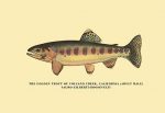 The Golden Trout of Volcano Creek
