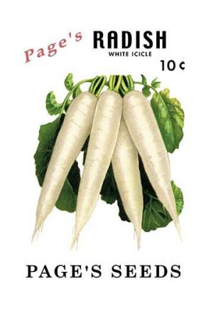 Page's Radish: White Icicle(20" x 30") Canvas Wall Art