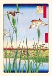 Iris Garden at Horikiri