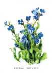 Blue Flower Paintings