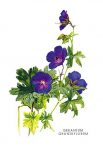Geranium Grandiflorum