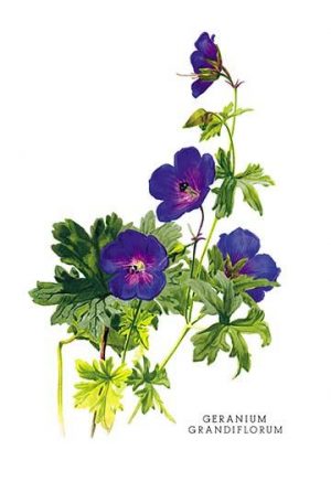 Geranium Grandiflorum(20" x 30") Canvas Wall Art