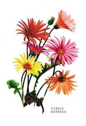 Hybrid Gerbera(20" x 30") Canvas Wall Art