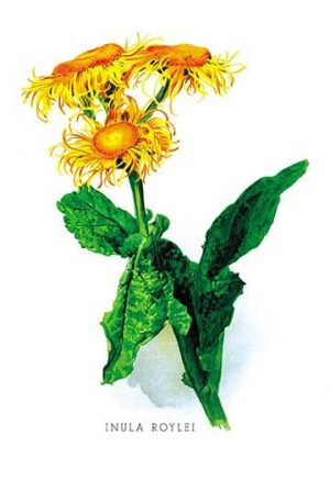 Inula Roylei(20" x 30") Canvas Wall Art