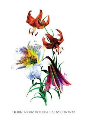 Lilium Myhiophyllum: L. Sutchuenense(20" x 30") Canvas Wall Art