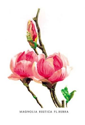 Magnolia Rustica: Fl. Rubra(20" x 30") Canvas Wall Art