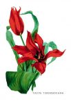Tulipa Tubergeniana