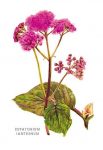 Eupatorium Ianthinum