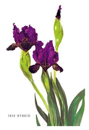 Iris Hybrid(20" x 30") Canvas Wall Art