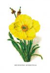 Meconopsis Integrifolia
