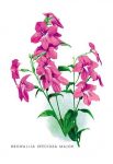 canvas flower wall art