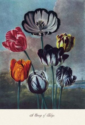 tulip art