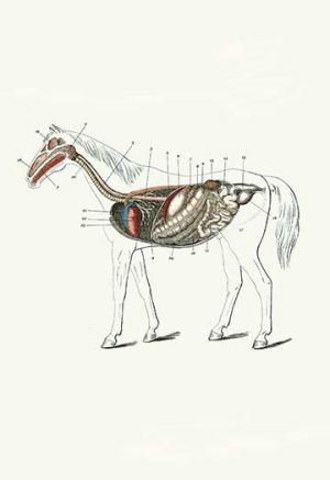 Longitudinal Section of a Horse(20" x 30") Canvas Wall Art