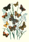 " Butterflies: E. Hyperanthus, N. Lucina, et al."