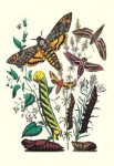 " Moths: C. Colerio, C. Elpenor, C. Porcellus"