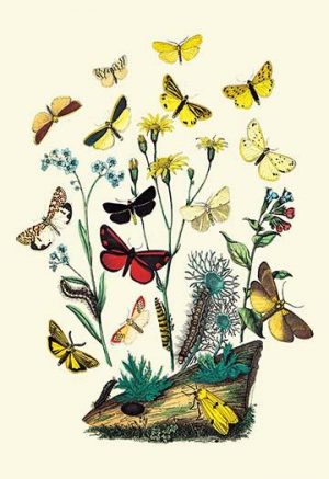 Moths: C. Miniata, S. Aurita, et al.(20" x 30") Canvas Wall Art