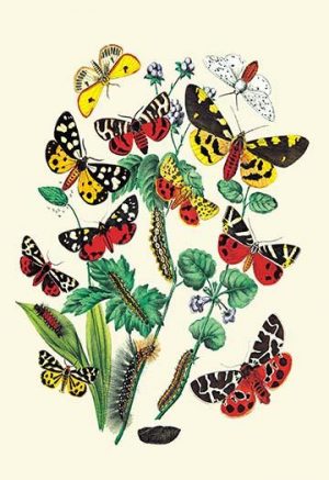 Moths: N. Plantaginis, A. Purpurea, et al.(20" x 30") Canvas Wall Art