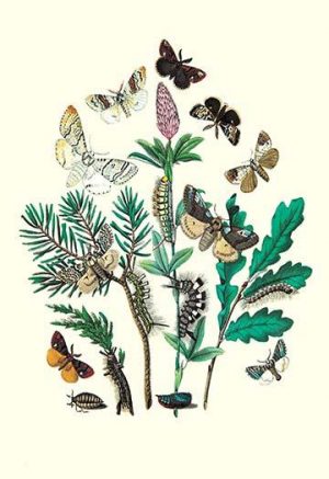 Moths: O. Gonostigma, D. Pudibunda, et al.(20" x 30") Canvas Wall Art