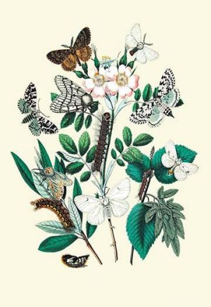 Moths: L. Salicis, O. Dispar, et al.(20" x 30") Canvas Wall Art