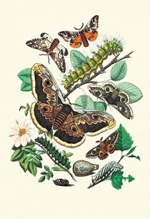 Moths: E. Versicolora, S. Pyri, S. Carpini(20" x 30") Canvas Wall Art