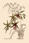 Orchid: Odontoglossum Hastilablum