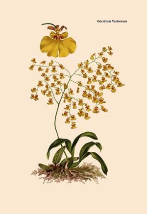 Orchid: Oncidium Varicosum(20" x 30") Canvas Wall Art