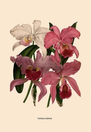Orchid Print