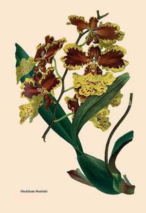 Orchid: Oncidium Mantinii(20" x 30") Canvas Wall Art