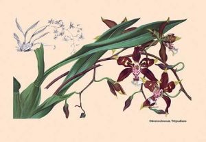 Orchid: Odontoglossum Tripudans(20" x 30") Canvas Wall Art