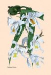 Orchid: Coelogyne Cristata