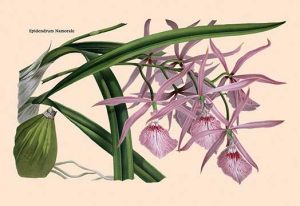 Orchid: Epidendrum Namorale(20" x 30") Canvas Wall Art