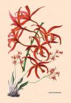 Orchid: Laelia Cinnabarina