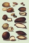 Nuts #2
