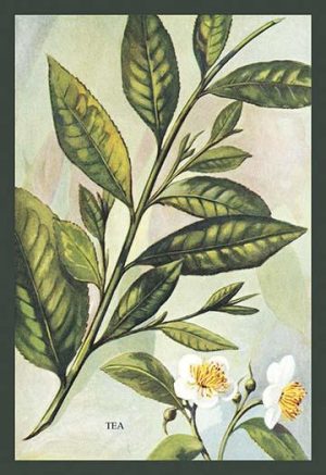 prints of plants