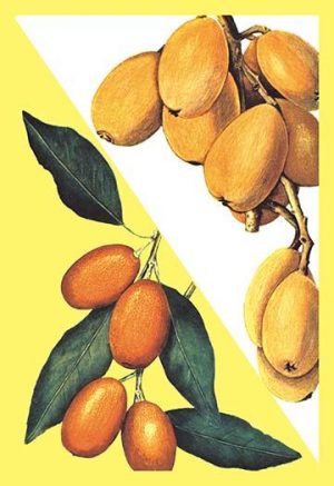 Kumquat(20" x 30") Canvas Wall Art