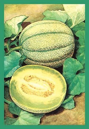 Muskmelon(20" x 30") Canvas Wall Art