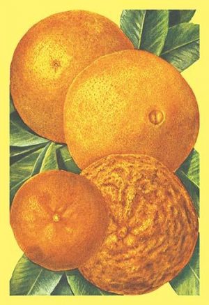 Oranges(20" x 30") Canvas Wall Art