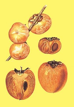 Persimmons(20" x 30") Canvas Wall Art