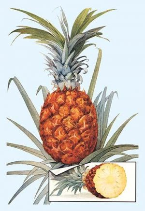 Pineapple(20" x 30") Canvas Wall Art