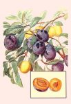 Plums