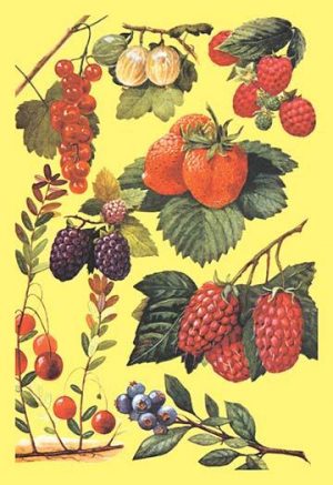fruit wall decor for kitchen