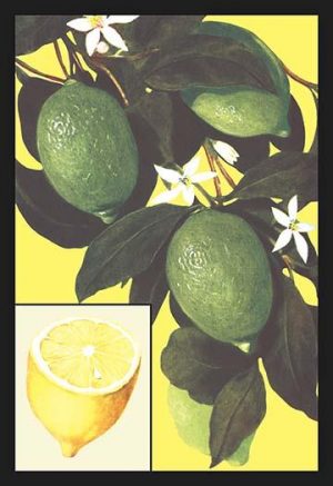 Lemon(20" x 30") Canvas Wall Art