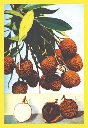 Litchi(20" x 30") Canvas Wall Art